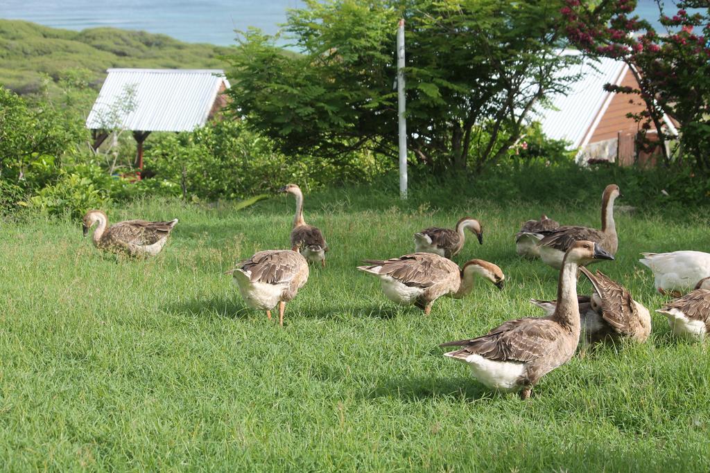 Residence Foulsafat Rodrigues Island エクステリア 写真